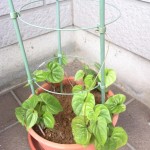 2015-06-15 09.18.30-3_R