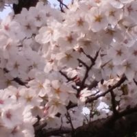 2017年の桜