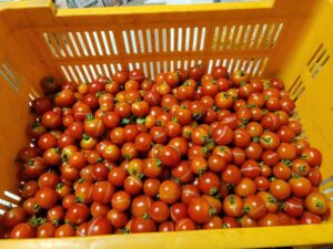 フードパントリー(8月19日 20日) (5)